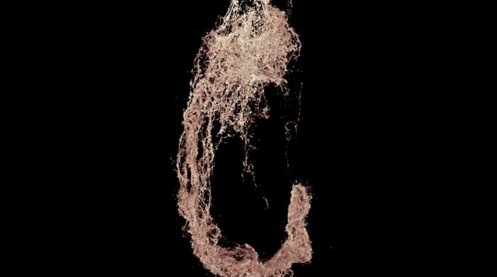 dna-microscope-creates-3d-images-of-organisms-from-the-inside-out