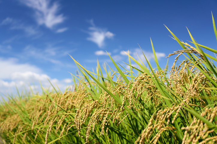 pangenome-reference-incorporates-145-wild-and-cultivated-rice-genomes