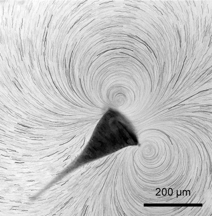new-insights-into-the-evolution-of-multicellular-life