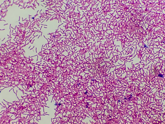 first-fully-integrated,-automated-production-process-for-e.coli