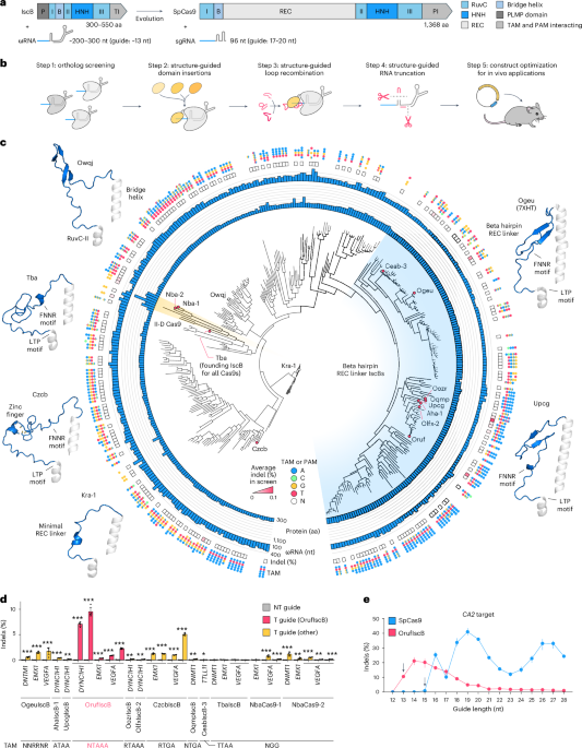evolution-guided-protein-design-of-iscb-for-persistent-epigenome-editing-in-vivo