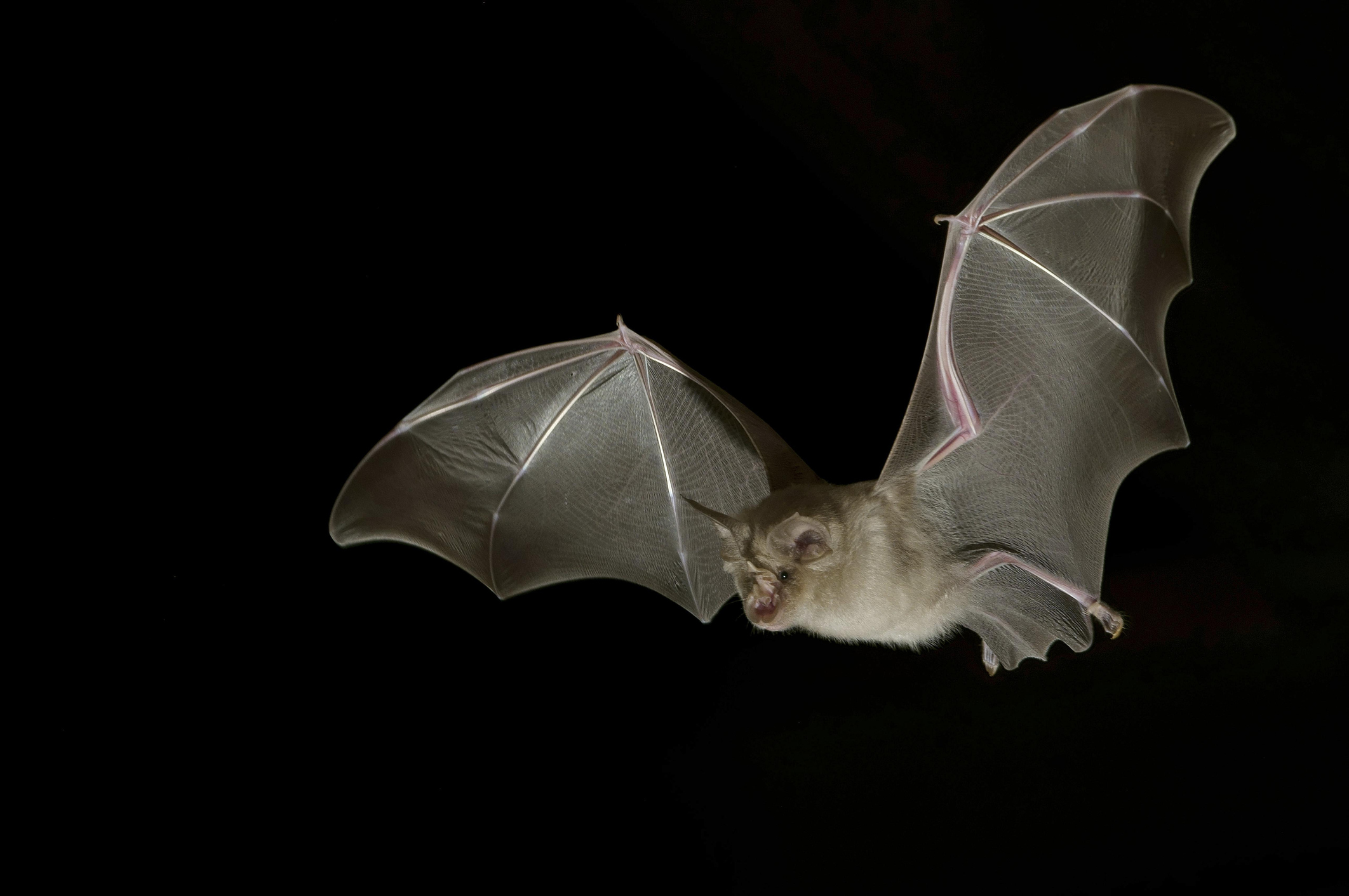 sars-cov-2-likely-spread-through-wildlife-trade,-not-bat-migration