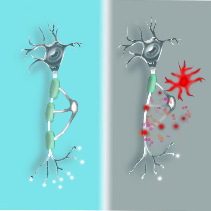 car-t-cell-therapy-related-“brain-fog”-mechanism-and-treatment-approaches-identified