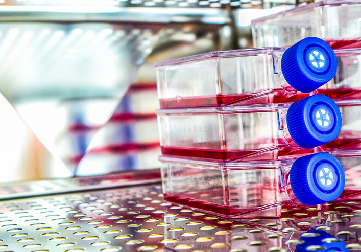 confronting-a-dwindling-supply-of-fetal-bovine-serum