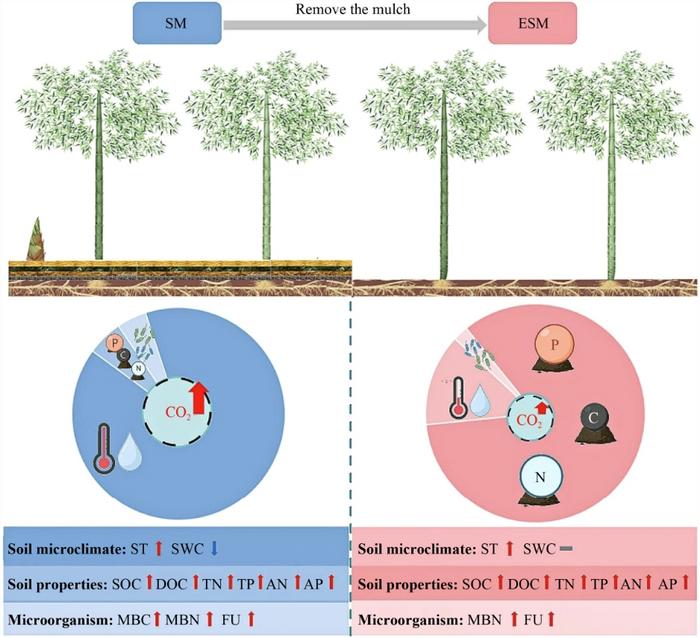 impact-of-straw-mulching-on-soil-co2-emissions-in-bamboo-forests-explored