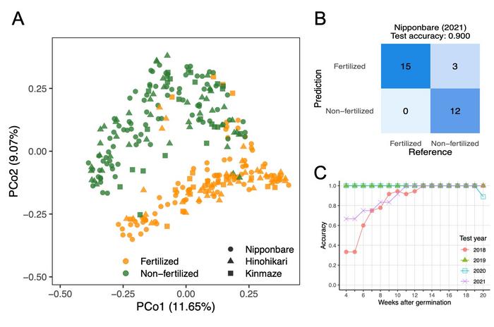 beneficial-microbes-identified-that-maintain-crop-yields-in-fertilizer-free-fields