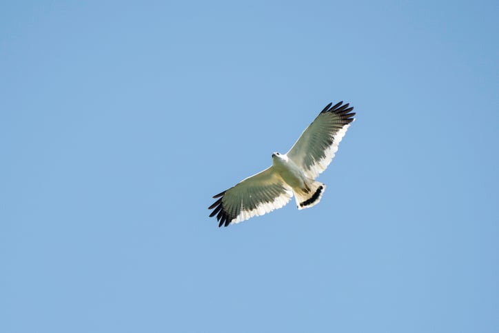 merck-kgaa-swoops-into-skyhawk-neurological-disease-pact-worth-up-to-$2b