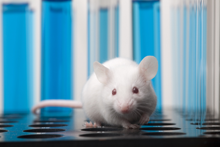 gut-immune-system-reshaped-by-alzheimer’s-disease-in-mice