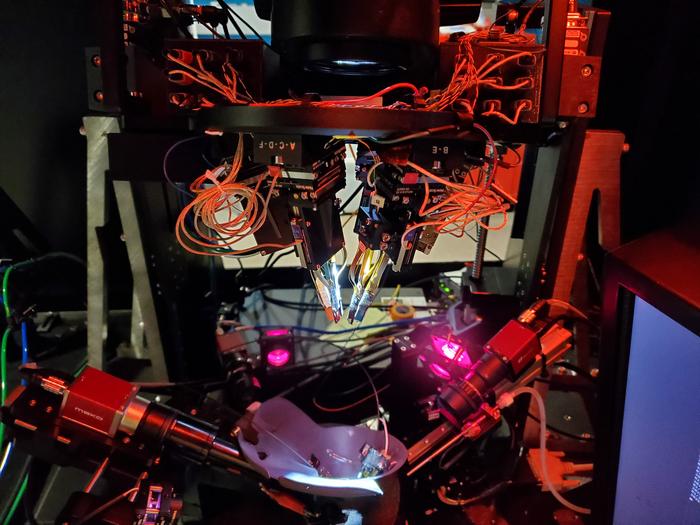 visual-cortex-illusion-circuits-mapped-with-two-photon-holography