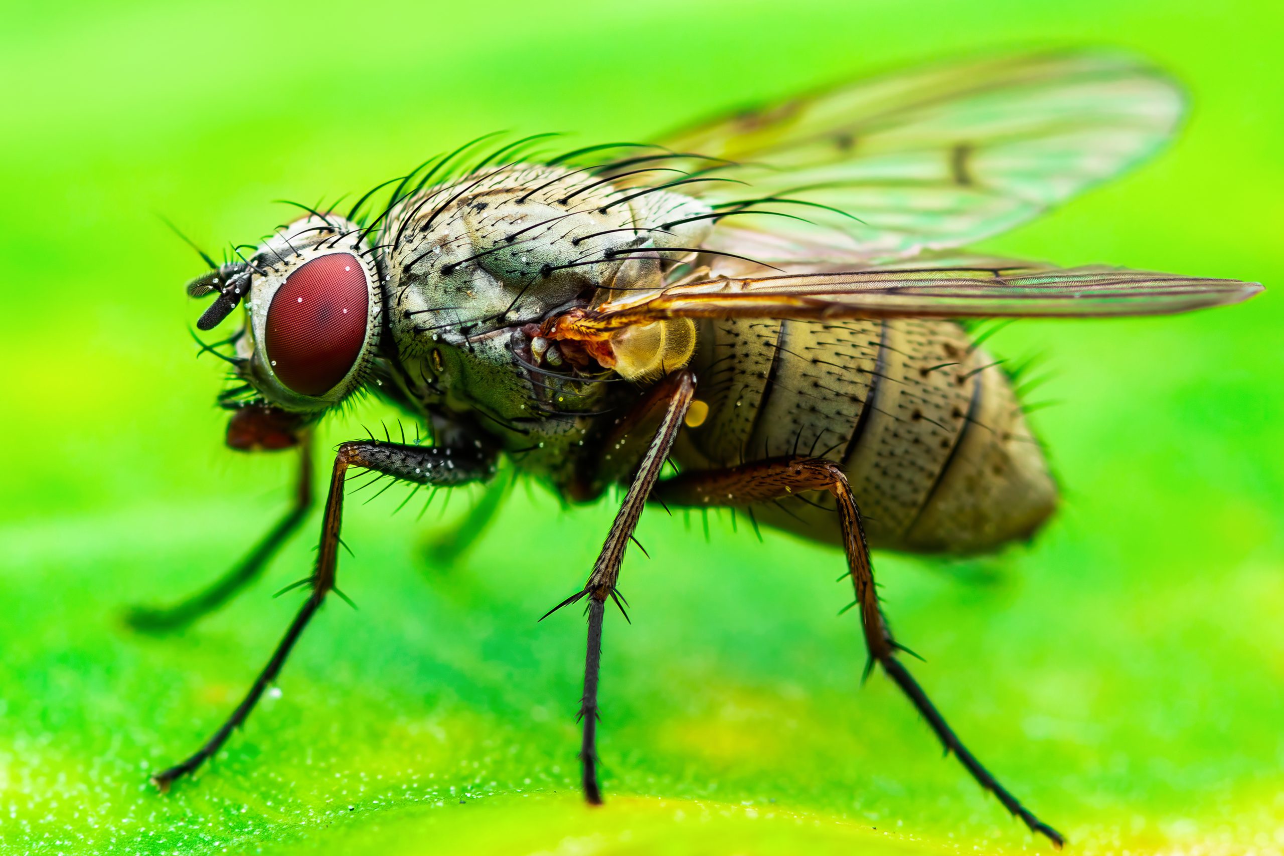 hunger-tunes-sensory-systems-to-enhance-nutrition-intake-in-fruit-flies