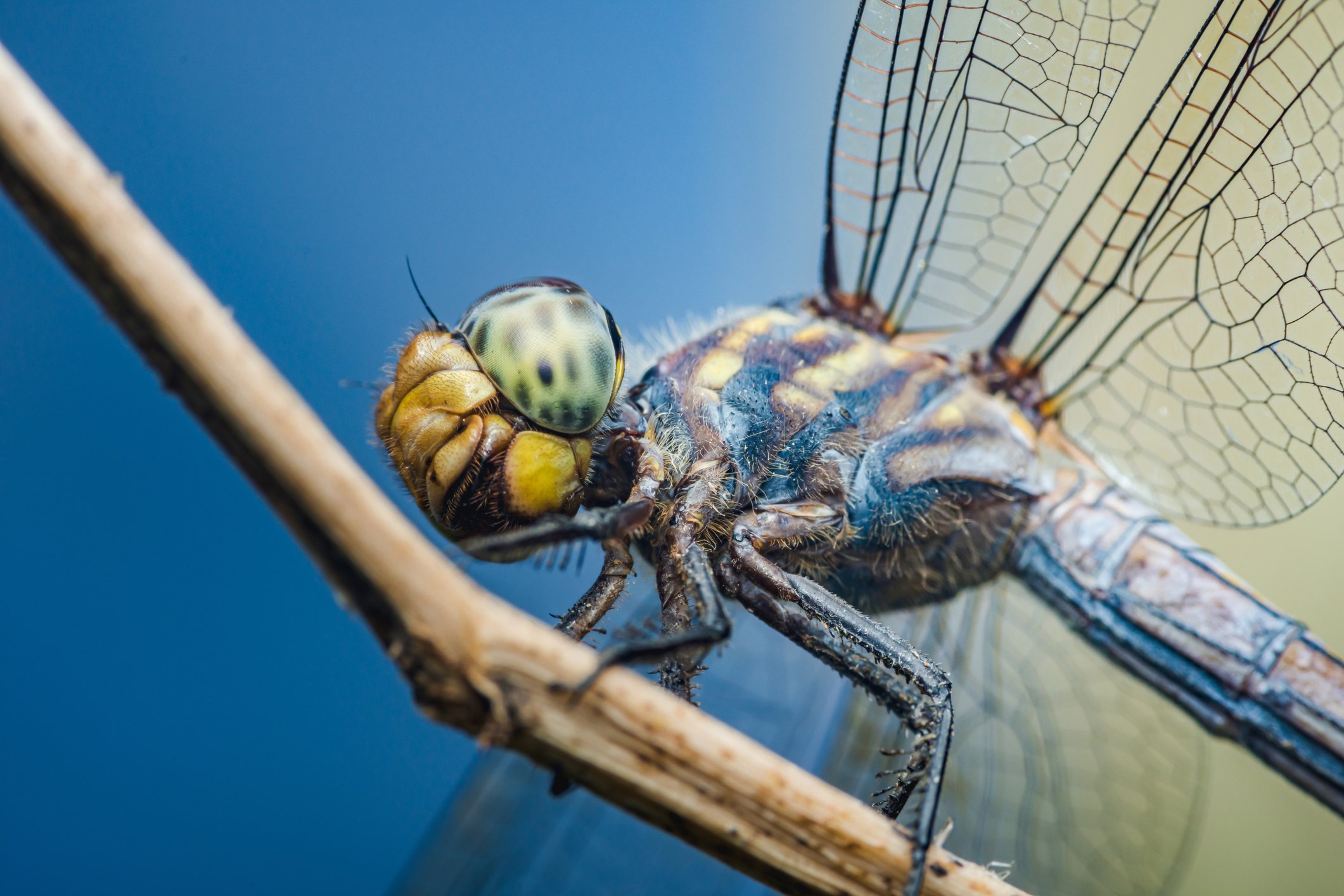 abbvie-halts-development-of-dragonfly-cancer-asset-midflight