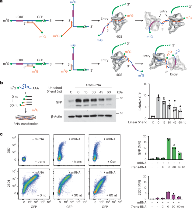 programmable-initiation-of-mrna-translation-by-trans-rna