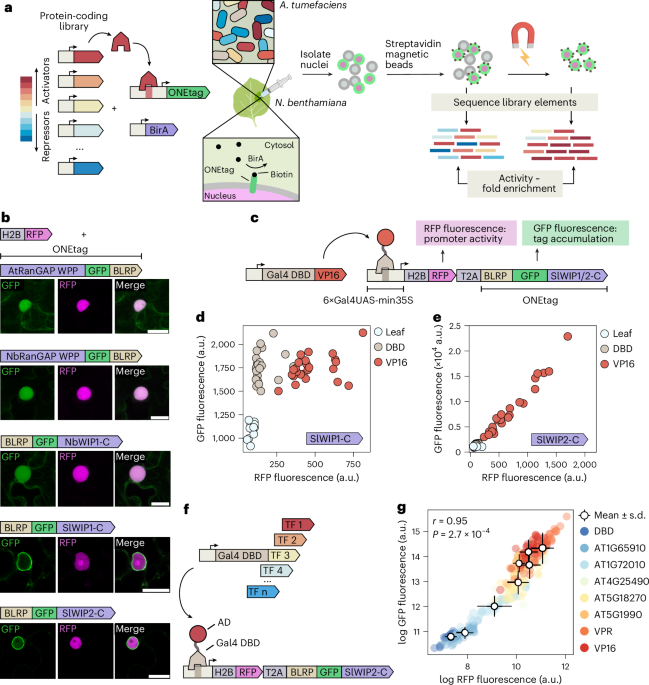 multiplexed-profiling-of-transcriptional-regulators-in-plant-cells