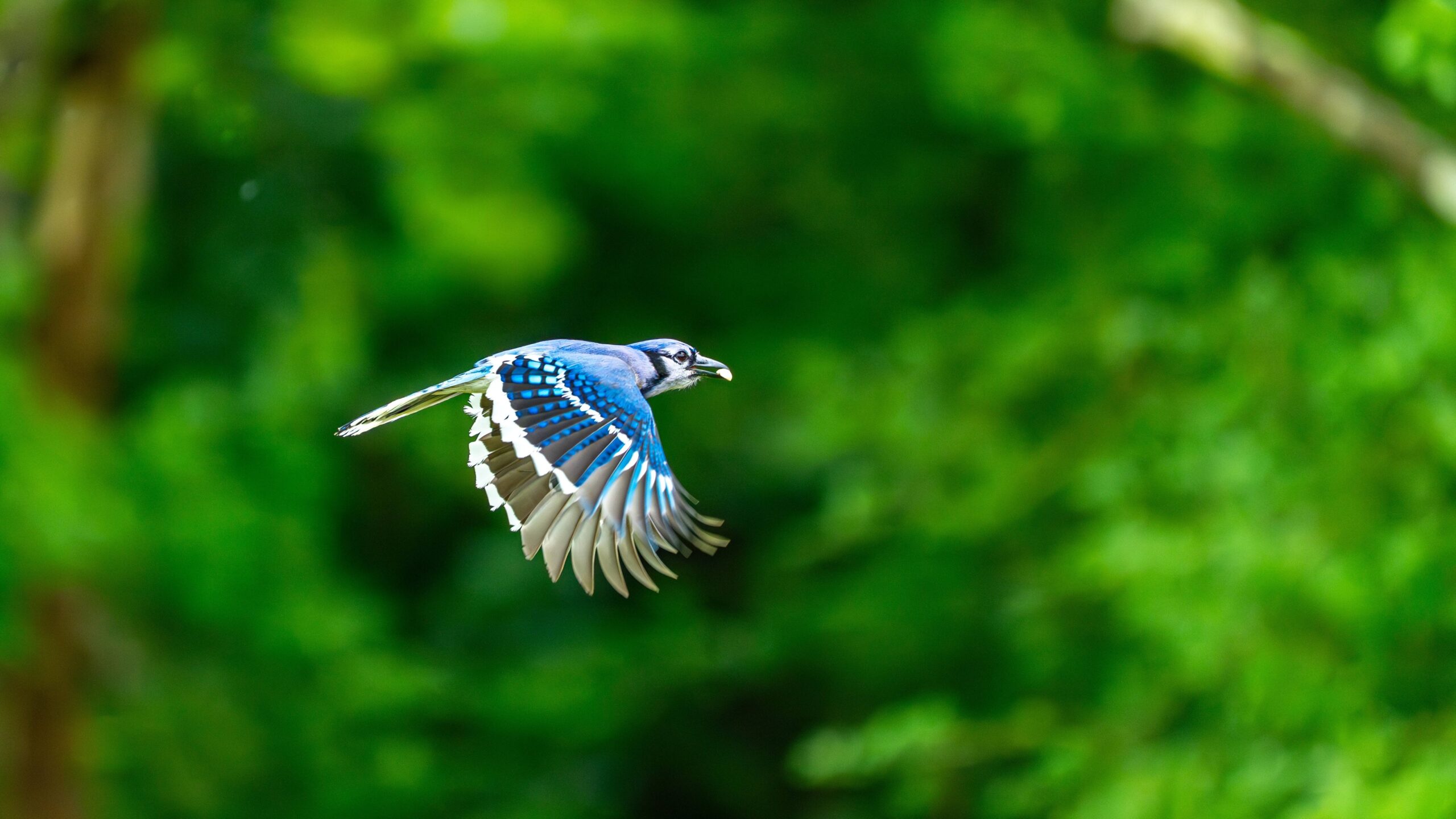 mirum-beckons-bluejay-and-its-phase-3-stage-hepatitis-drug-for-$620m