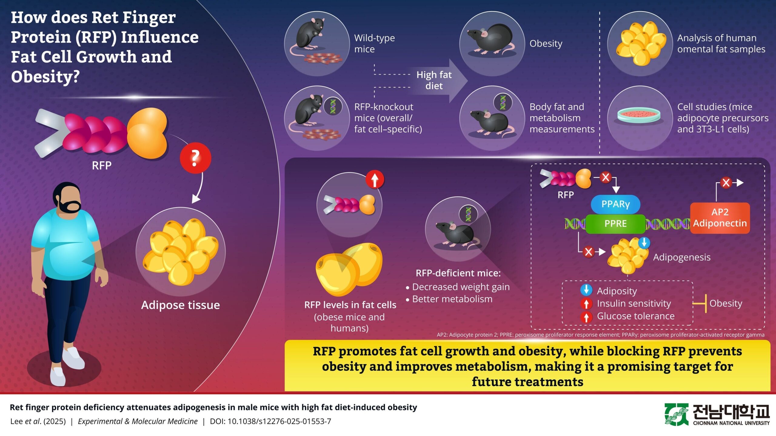 chonnam-national-university-uncovers-a-new-molecular-target-of-obesity