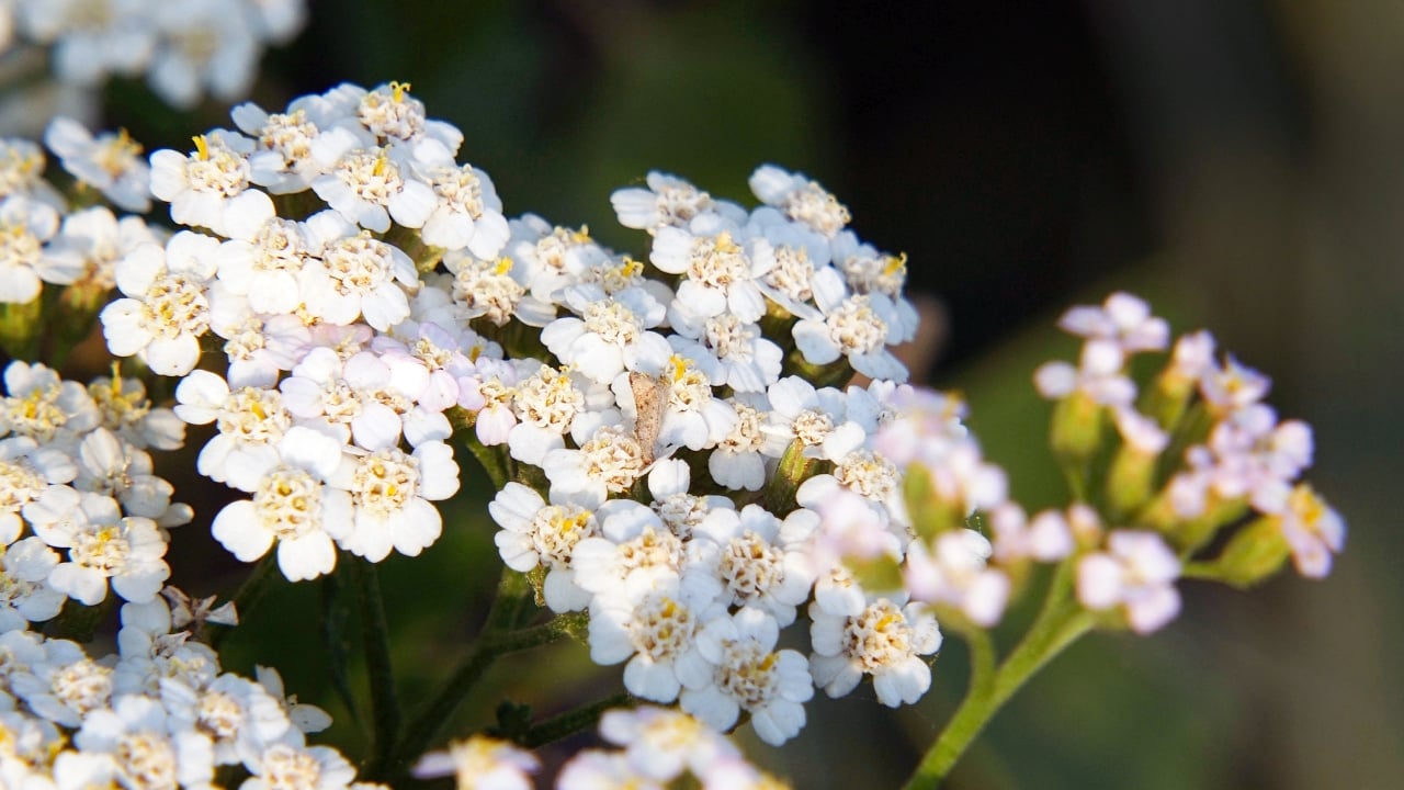 yarrow-blooms-with-$1.37b-deal,-landing-autoimmune-thyroid-disease-drug-from-china’s-gensci