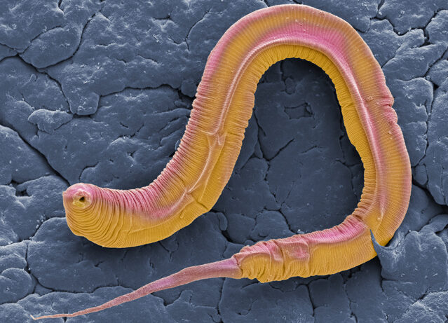 plant-hormone-controls-protein-levels-in-living-worm,-improves-aging-model