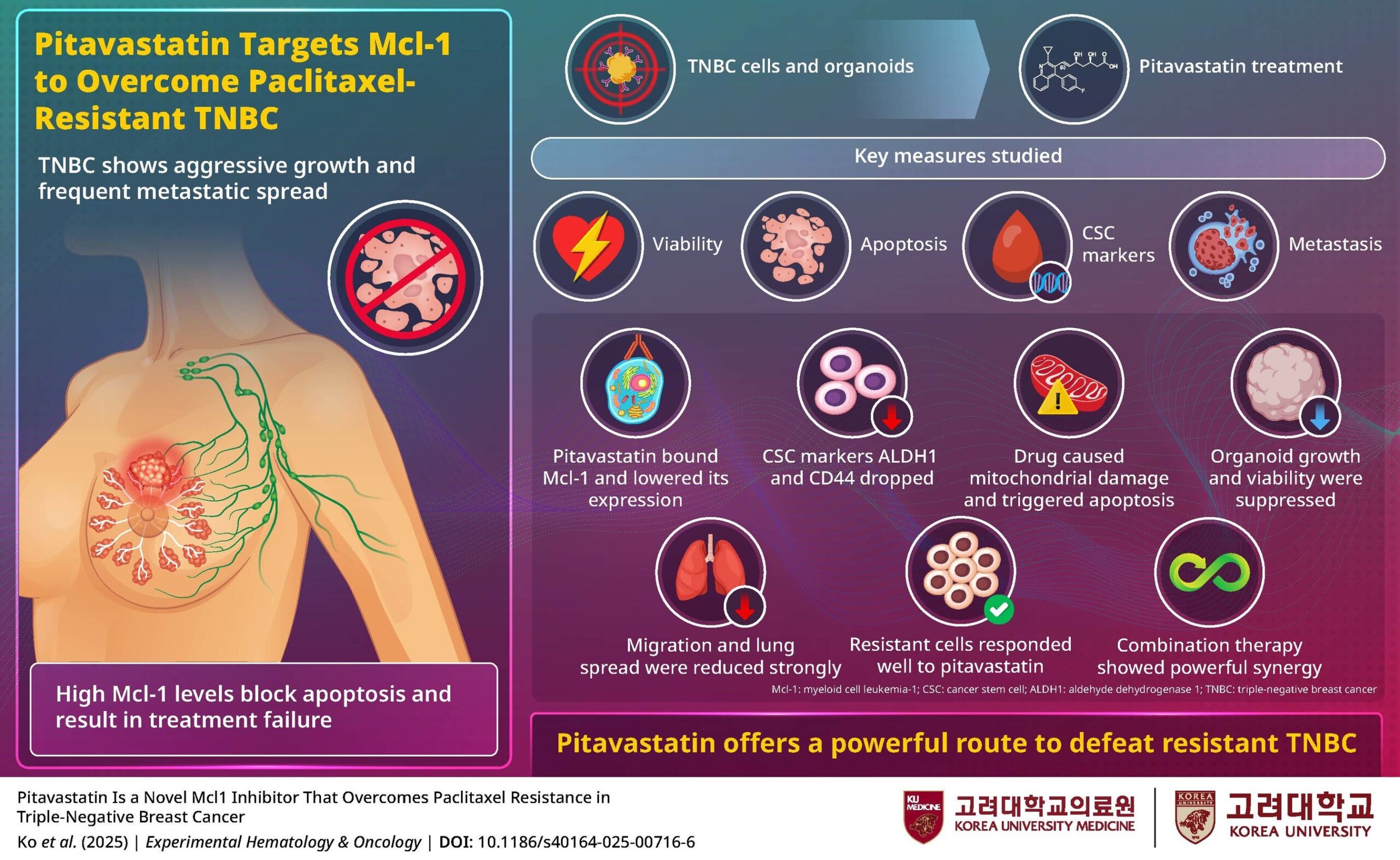 korea-university-researchers-discover-that-cholesterol-lowering-drug-can-overcome-chemotherapy-resistance-in-triple-negative-breast-cancer
