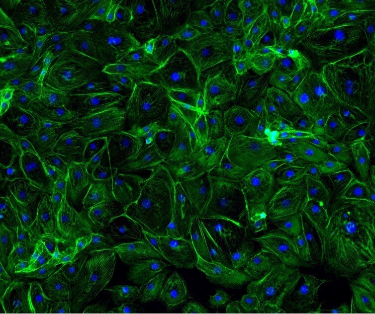 debut-unveils-biotech-active-delivering-in-office-skin-tightening-results-in-topical-skincare