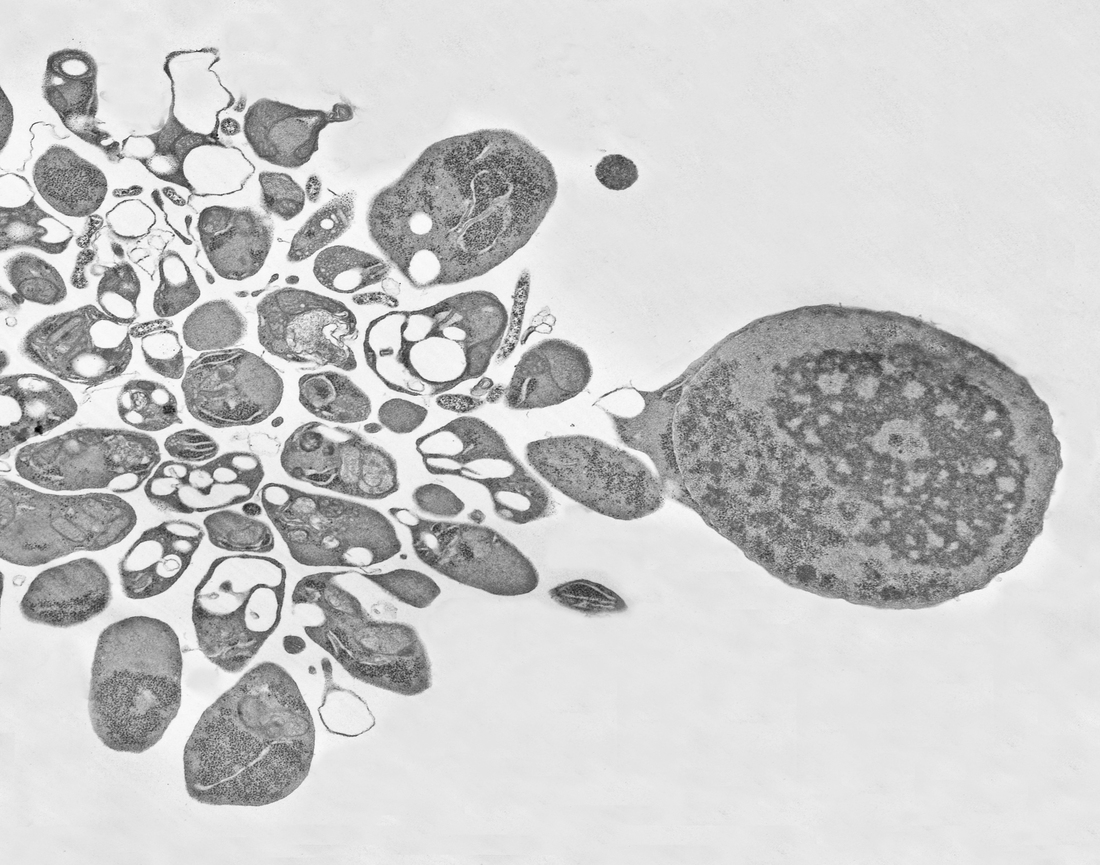 permittivity-provides-an-in-line-cell-health-early-warning-system