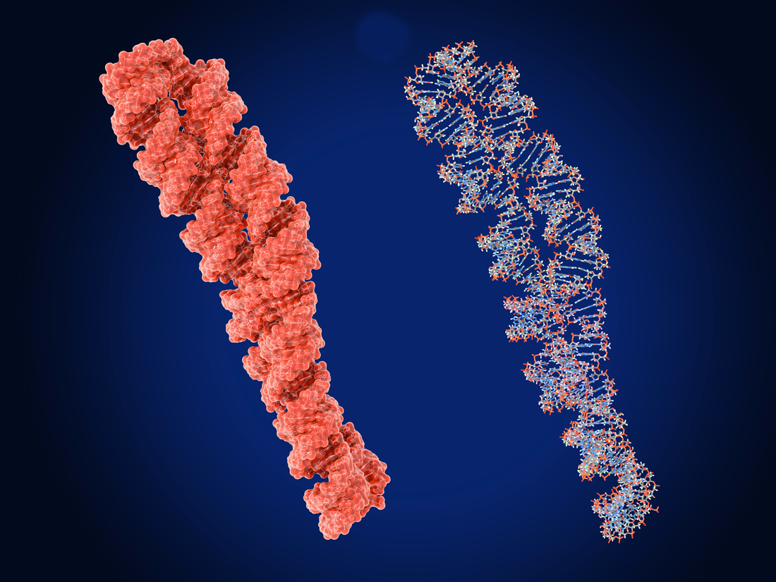 ph-denaturation-of-dsrna-for-mrna-purification