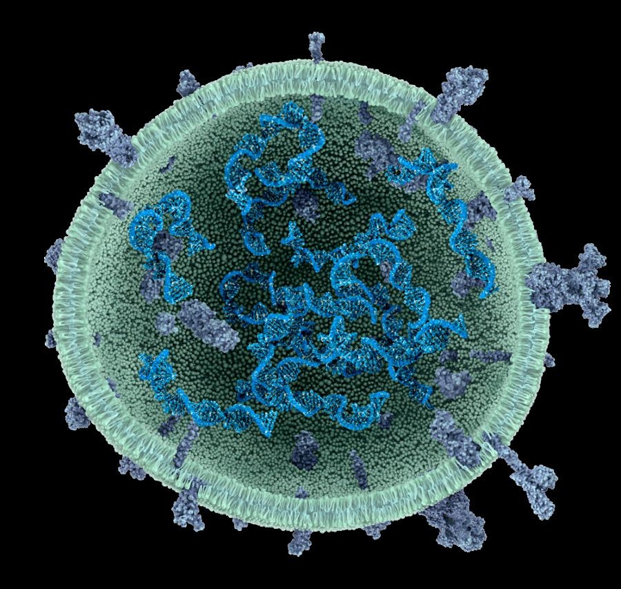 turning-microalgae-derived-extracellular-vesicles-into-a-next-generation-drug-delivery-platform