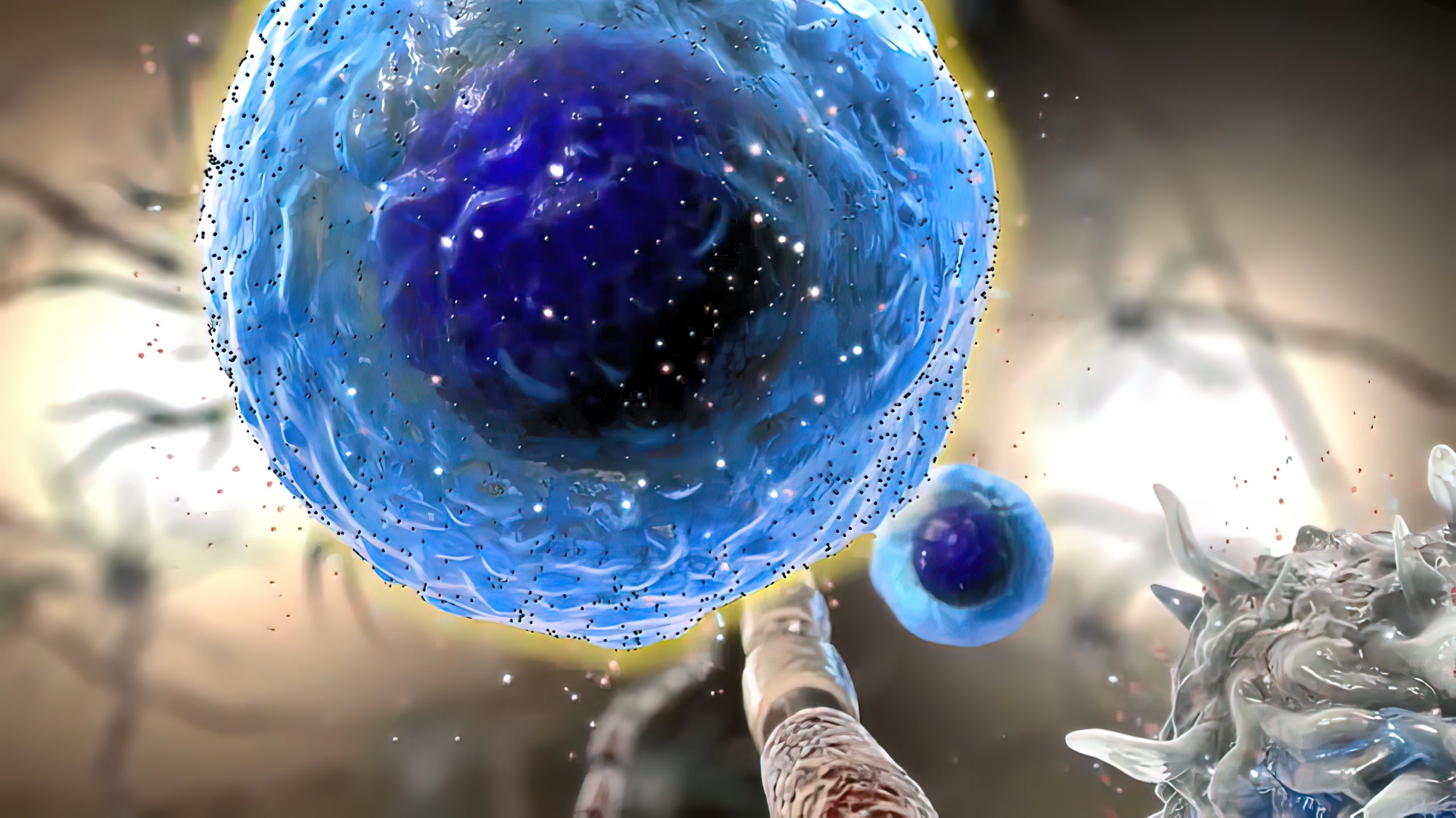 repeated-cytokine-signaling-required-to-sustain-macrophage-immune-memory