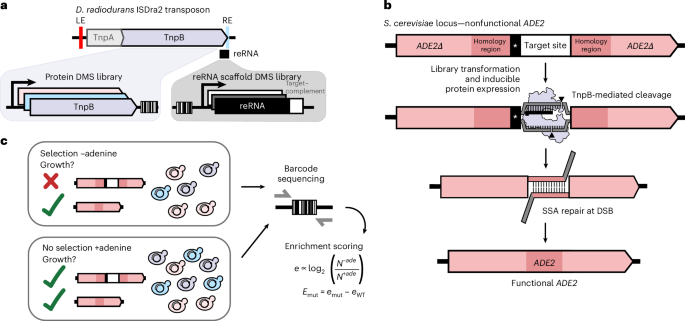 engineered-tnpb-genome-editors-for-plants-and-human-cells-identified-by-ribonucleoprotein-mutational-scanning