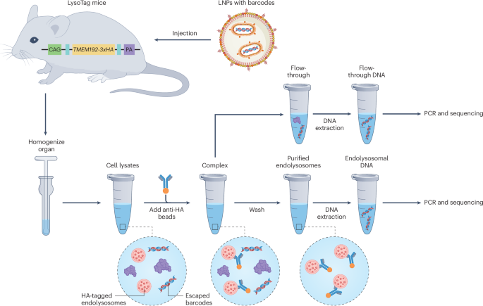 quantifying-endosomal-escape-in-vivo-to-guide-lipid-nanoparticle-design